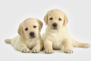 Challenges of Owning a Dog