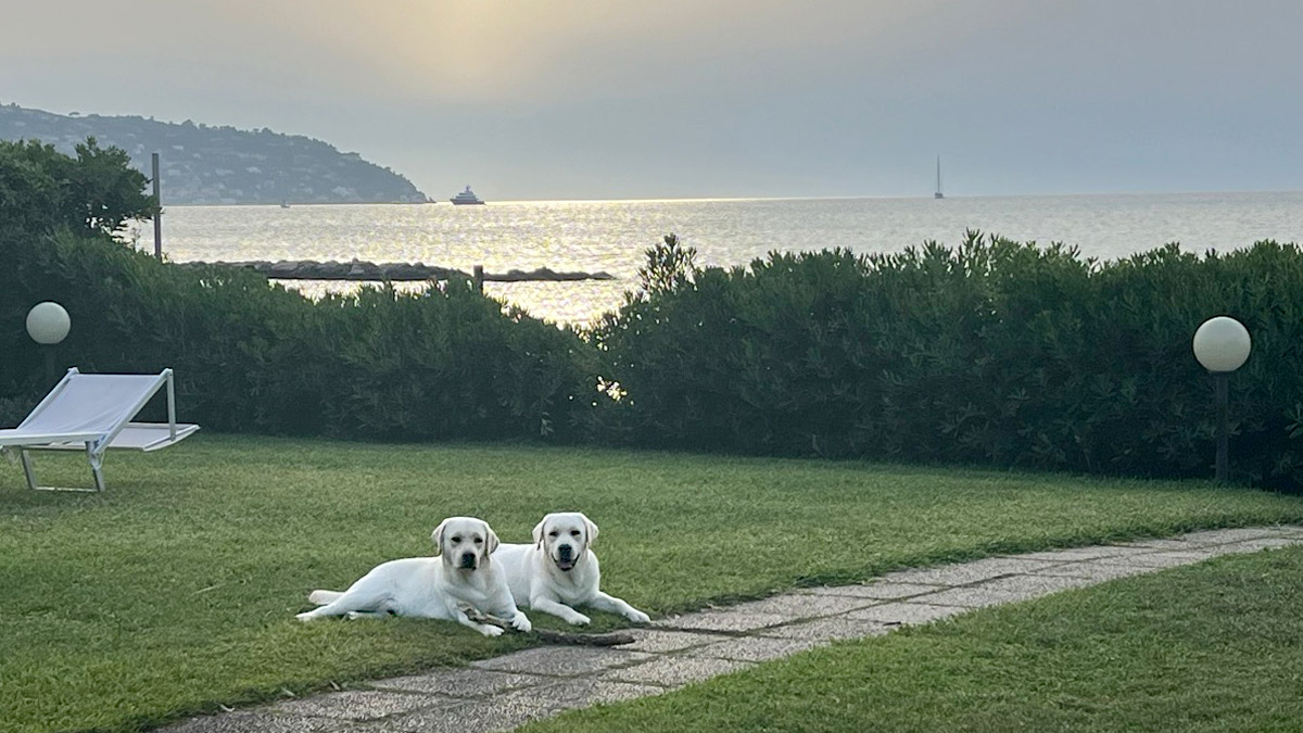 Arthur and Zeus - Maurizio Bragagni dogs