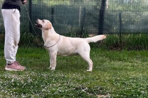 Arthur’s Adventure