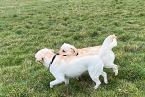 Arthur – Champion of San Marino, Heading to Crufts