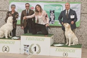 Arthur, the Spirited Labrador Retriever, Ascends to Top Position at Prestigious Dog Show